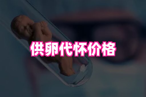 swisee孕网 3
